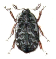 Trogoderma