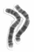 human chromosome 2