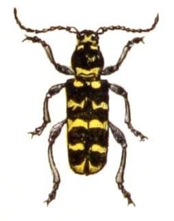 Plagionotus