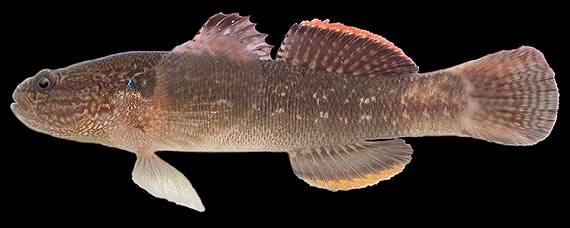 Shimofuri goby