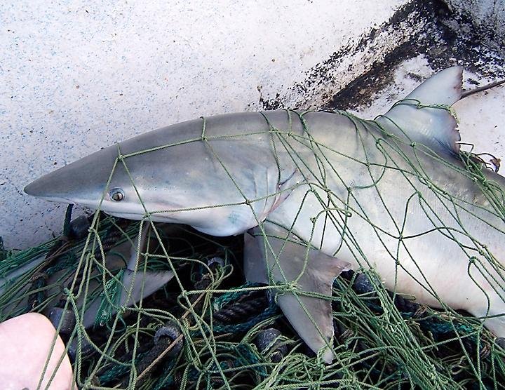 bycatch