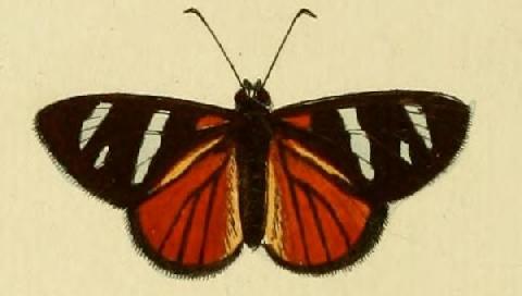 Entheus