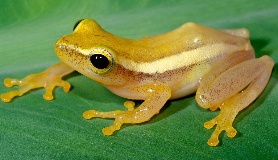 Feihyla