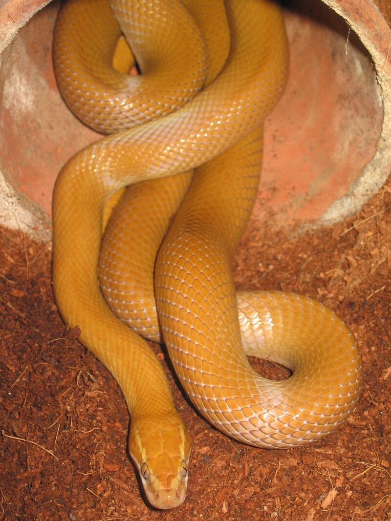 Lamprophiidae