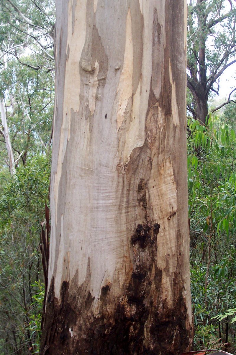 Eucalyptus cypellocarpa