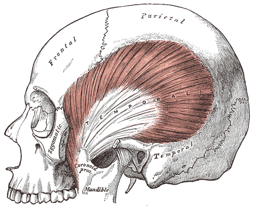temporal muscle
