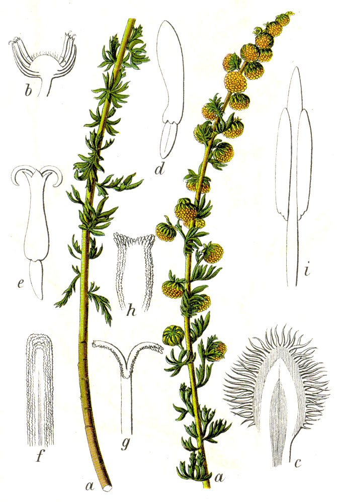 Artemisia rupestris