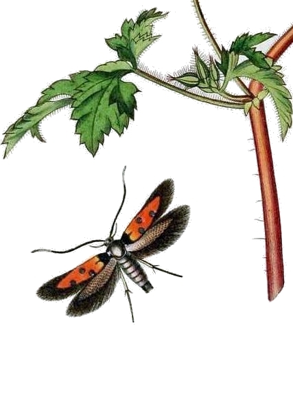 Agonoxenidae