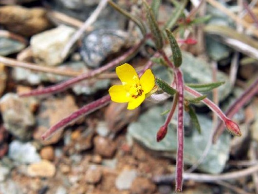 Camissonia