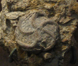 Edrioasteroidea