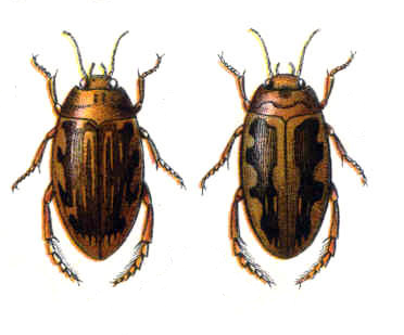 Laccophilus