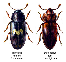 Biphyllidae