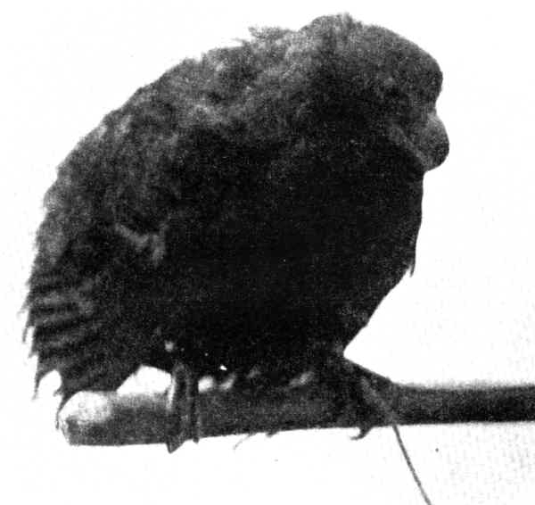 Tooth-billed Pigeon