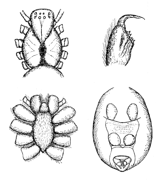 Hickmania troglodytes
