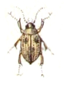 Peltodytes