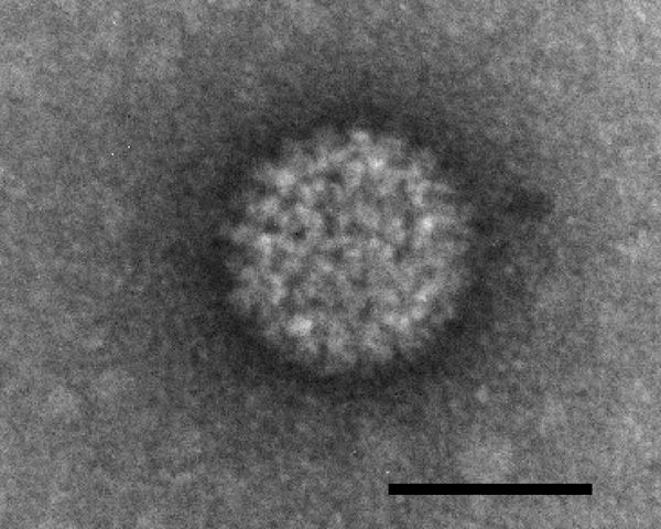 Orbivirus
