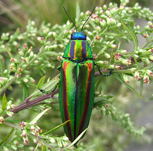 Chrysochroa