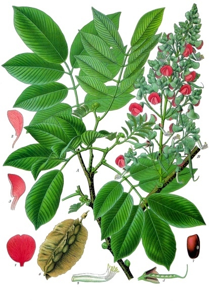 Piscidia