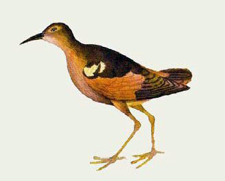 Moorea Sandpiper