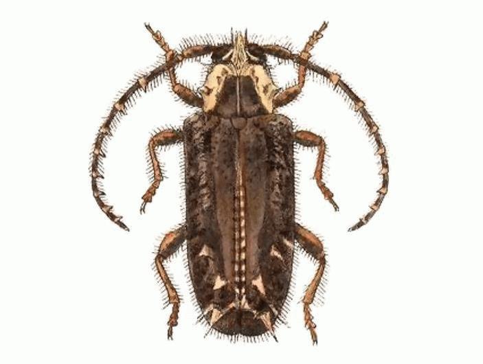 Desmiphora cirrosa