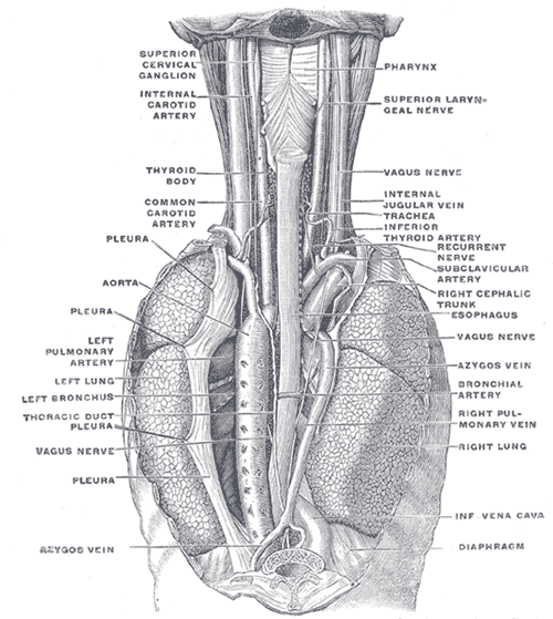 bronchial artery