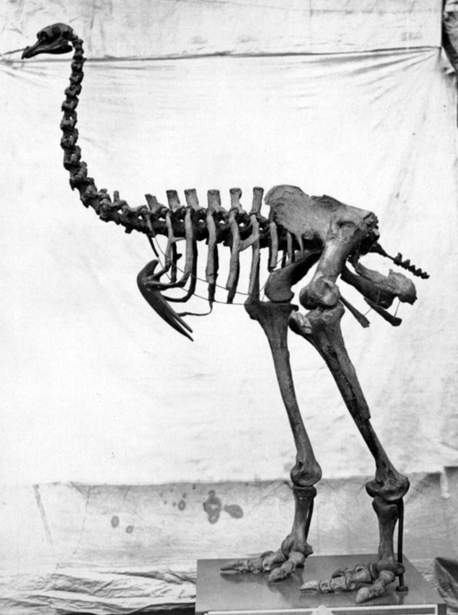 Pachyornis