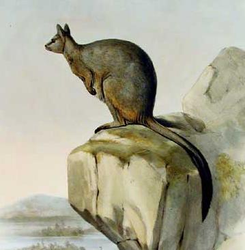 Unadorned rock-wallaby