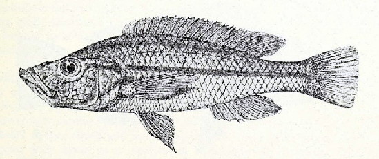 Haplochromis xenostoma