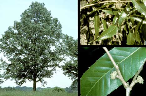 Quercus acutissima