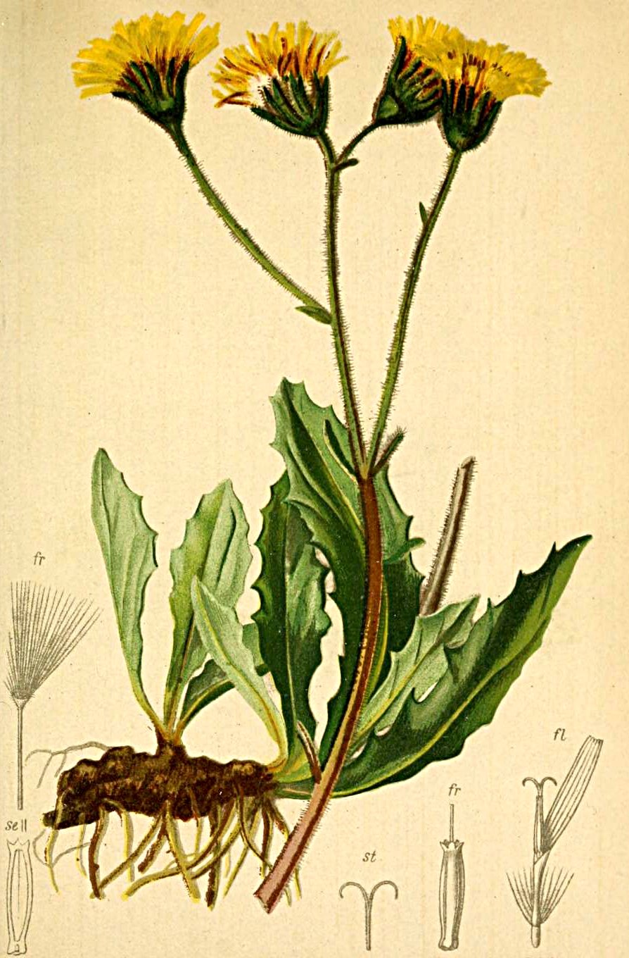 Willemetia