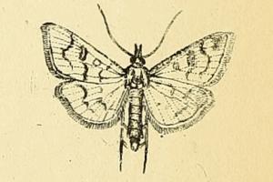 Mecyna