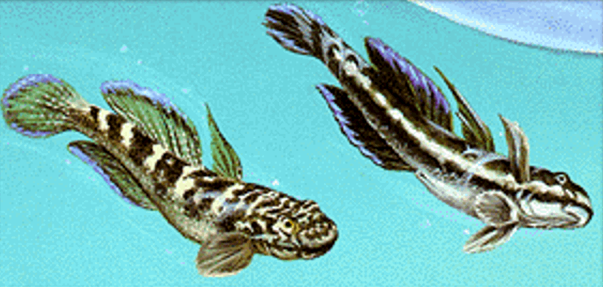Sicyopterus stimpsoni
