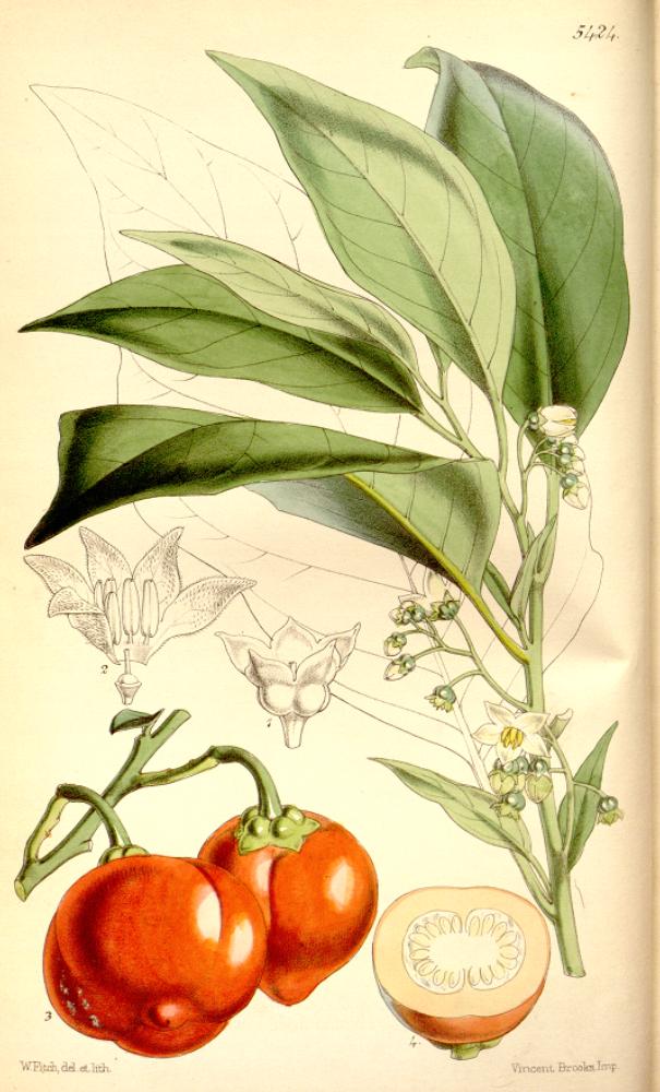 Solanum viride