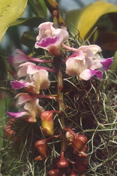Aerides