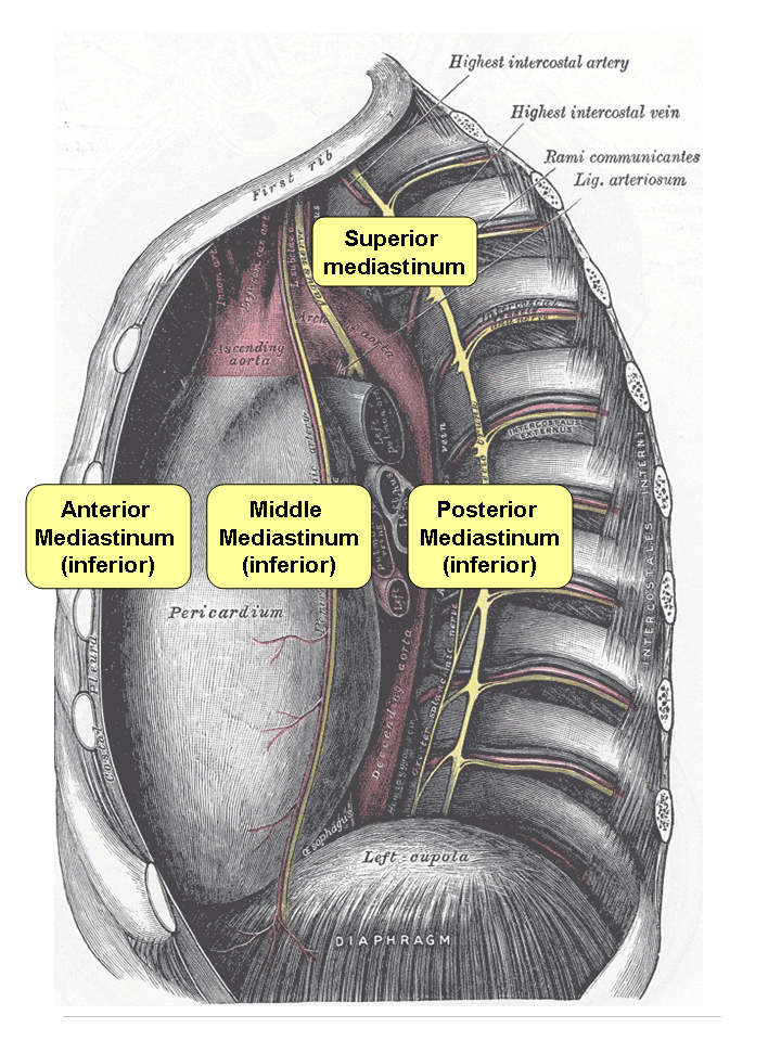 mediastinum