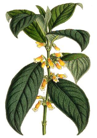 Besleria