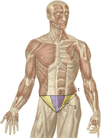 groin