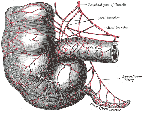 appendix
