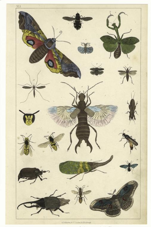 entomology