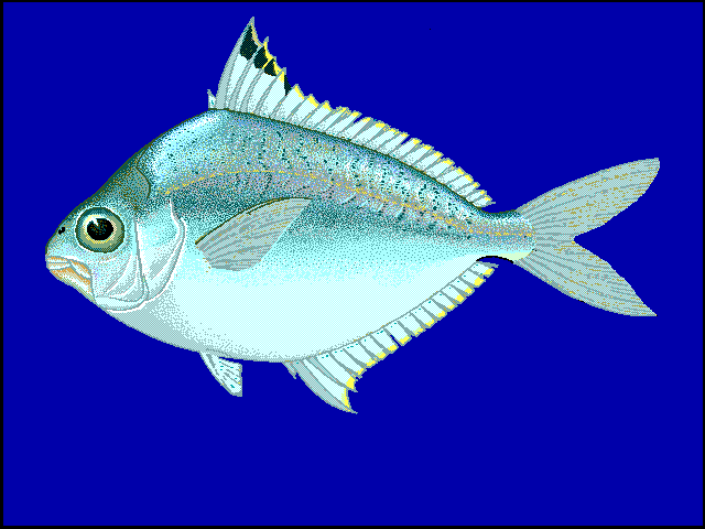 Eubleekeria splendens