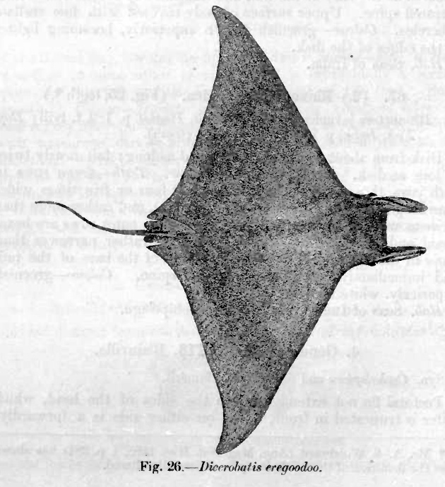 Mobula eregoodootenkee