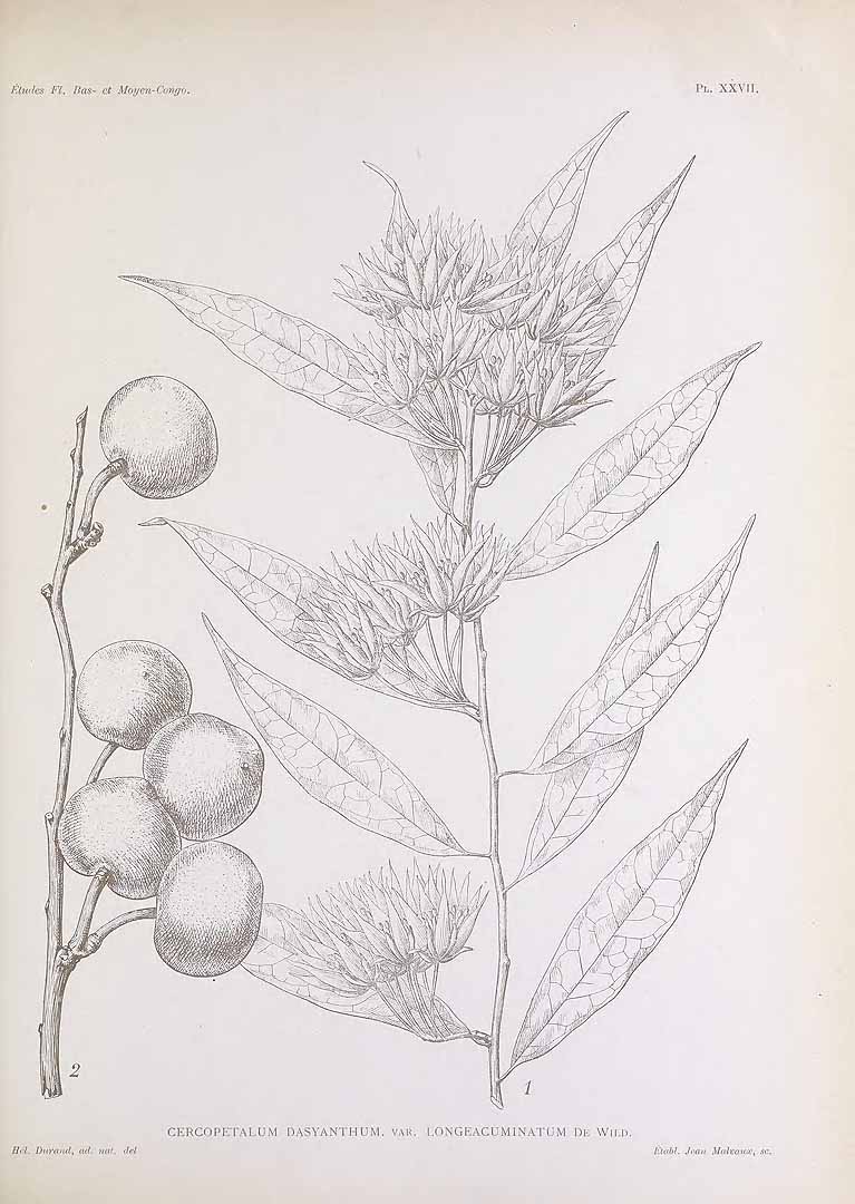 Pentadiplandraceae