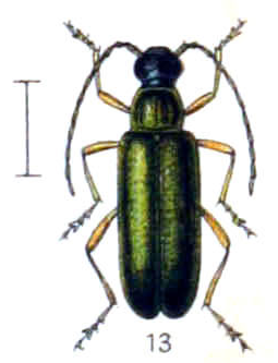 Grammoptera