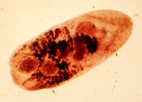Heterophyidae