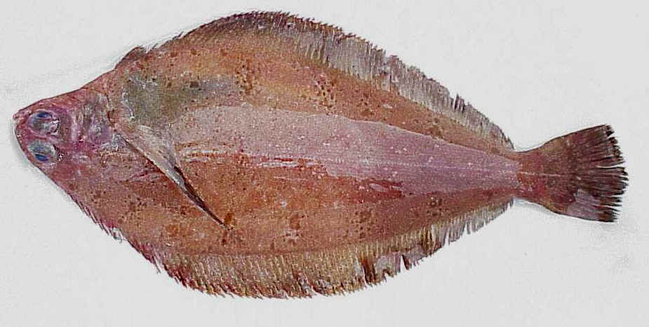 Rex sole