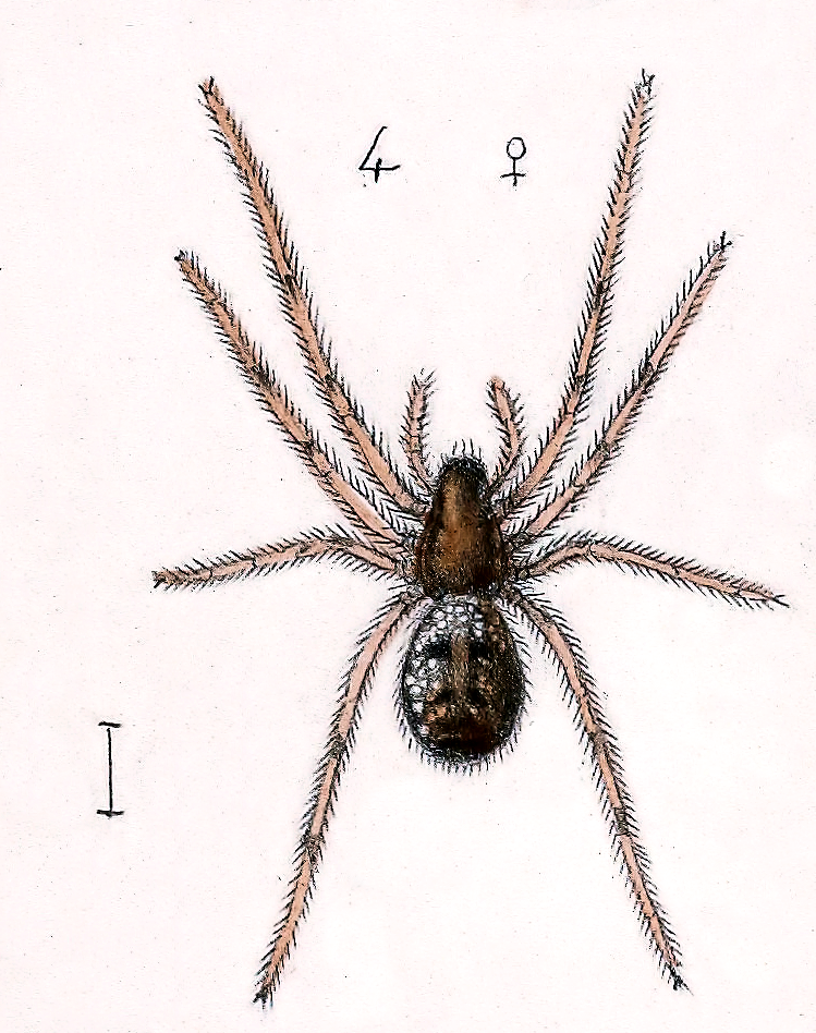 Tapinopa longidens