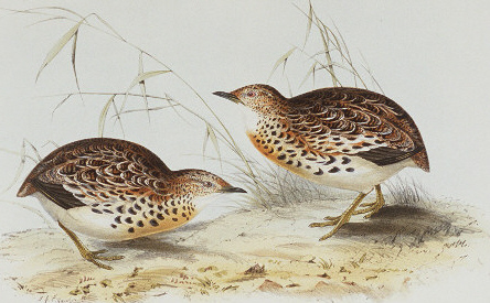 Buttonquail