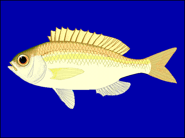 Parascolopsis