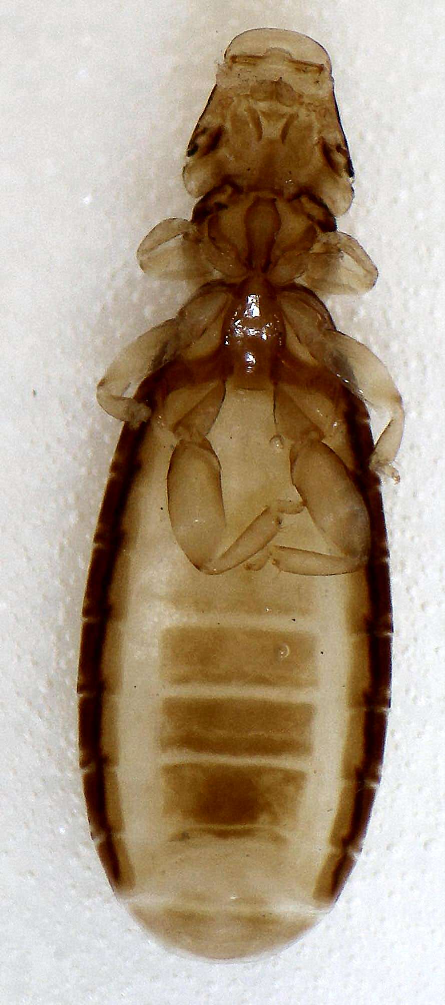Amblycera