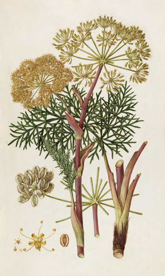 Thapsia